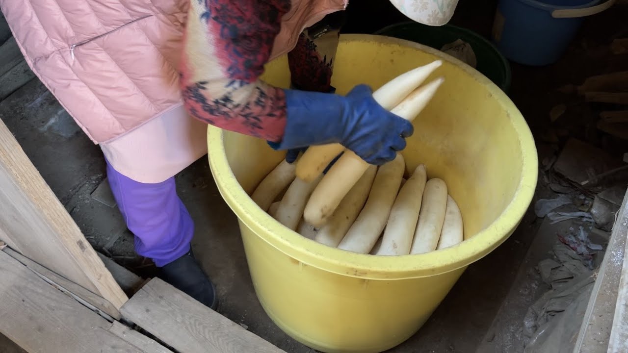 ６０年作り続けたミツエ婆ちゃん自家製【たくあん作り方】