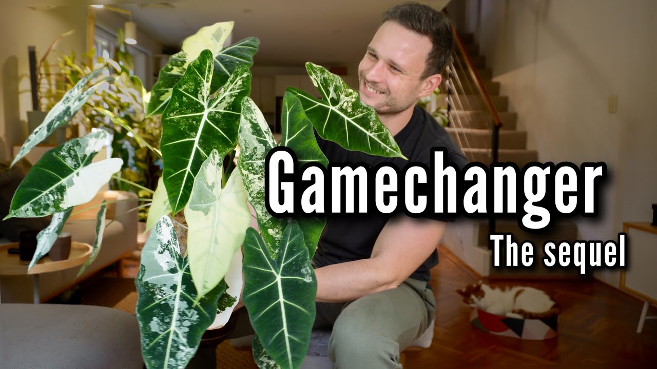 Repotting my Alocasia Frydek in Moss