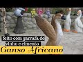 DIY- FAÇA UM VASO LINDO GANSO AFRICANO COM GARRAFA DE VINHO & CIMENTO