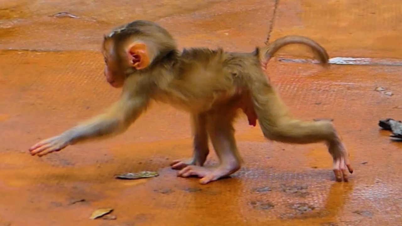 WOW! Amazing baby monkey Lucan walking very handsomely like Papa Pongo. 🐒💞🙈