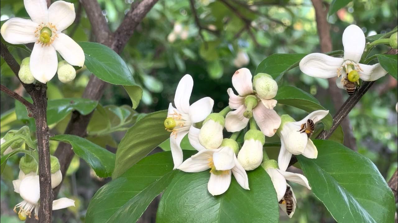 Pomelo flowering time ช่วงเวลาของดอกส้มโอ YouTube
