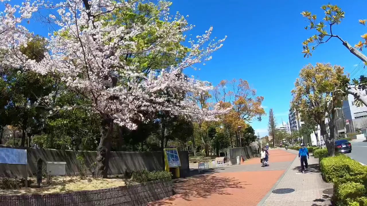 平成31年 19 仙台堀川公園桜 Youtube
