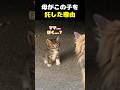 母は、この子を託した。 #子猫 #保護猫 #母猫