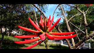 Pé de Chilicote ou Feijão de Coral Ocidental/Nome Científico:(Erythrina flabelliformis) Kearley.