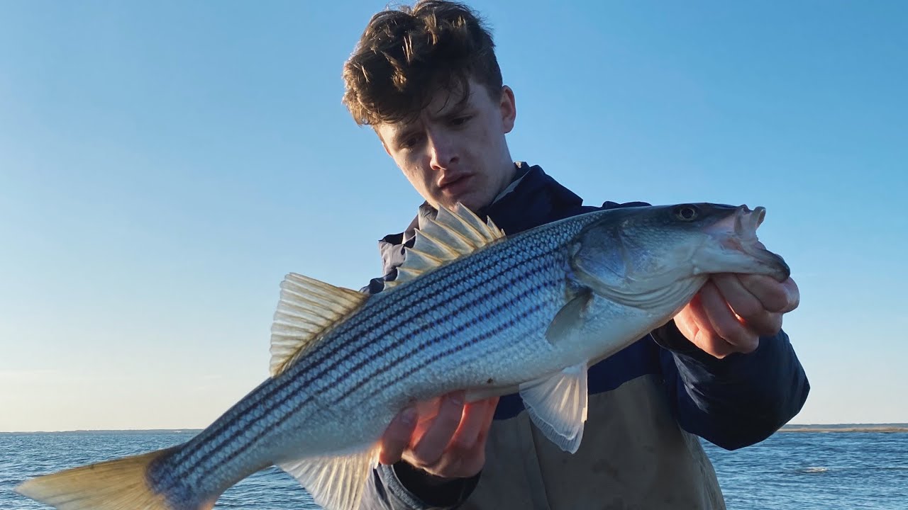 Best Lures for Spring Striped Bass Swimbait Fishing YouTube