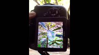 sony dsc hx400v dslr shots #youtube #youtubeshorts #viral #shorts nature lovers sony dsc hx400v dslr shots #youtube #youtubeshorts #viral #shorts nature lovers