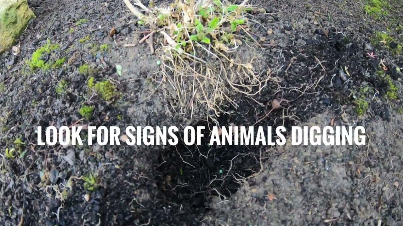 How to Stop animals digging plants YouTube