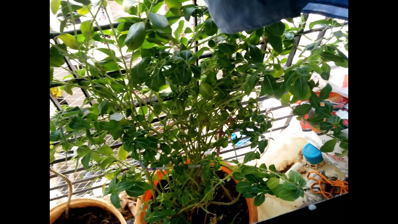 Nexus 5 3264*2448 Recording test - L camera