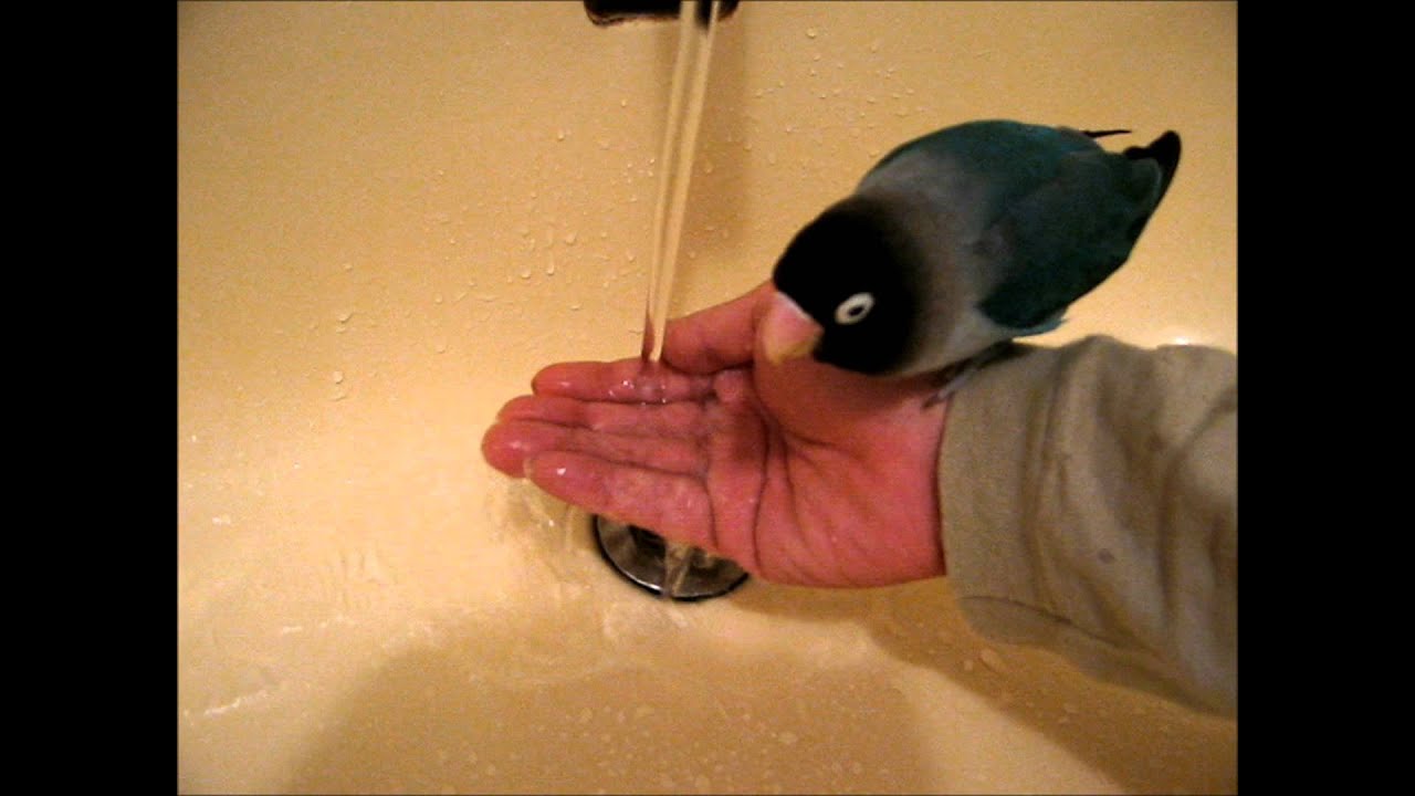 蛇口の水を飲むブルーボタンインコ( Nyasa Lovebird・agapornis lilianae ) 
