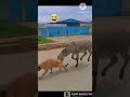 🐎🐎🐶🐶 #funny