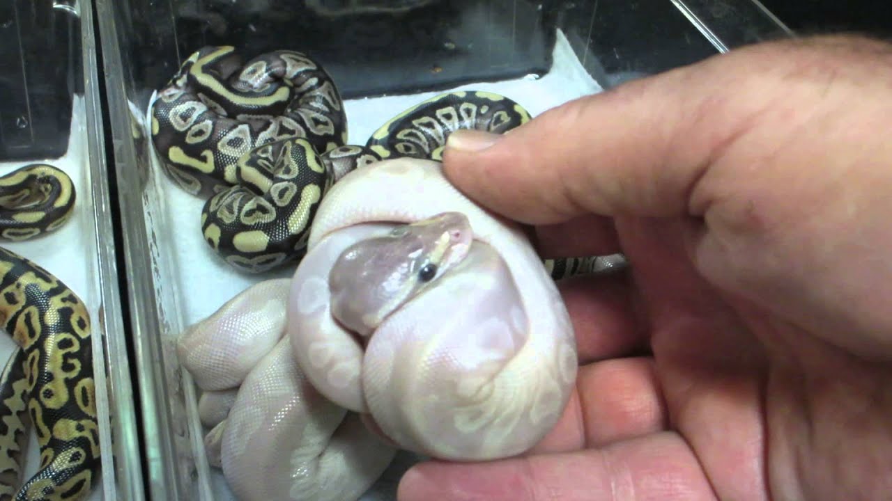 rat snakes in alabama Brian Gundy Shares Results of 2014 Clutches 10 and 11