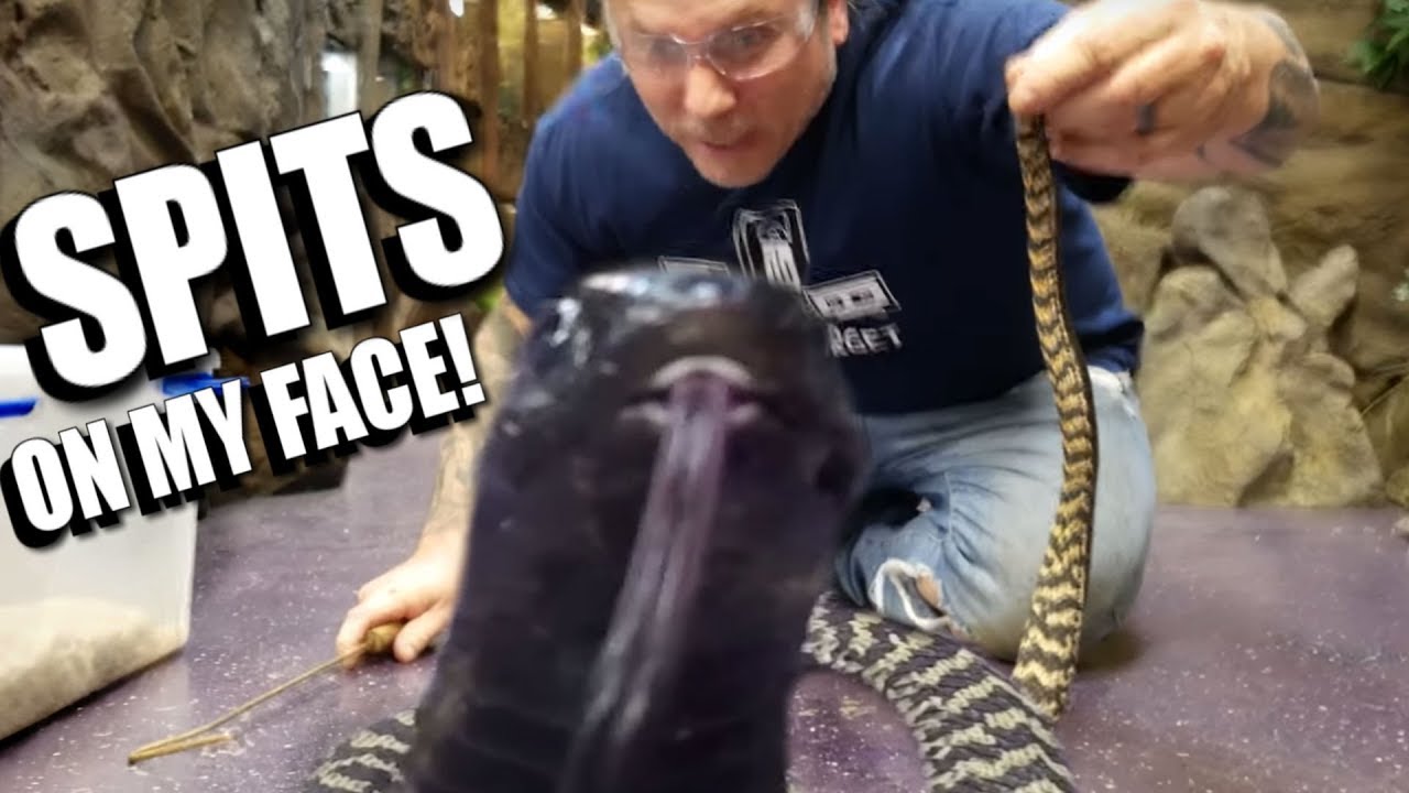 vlogs in spanish DEADLY COBRA SPITS VENOM in my FACE!!! | BRIAN BARCZYK
