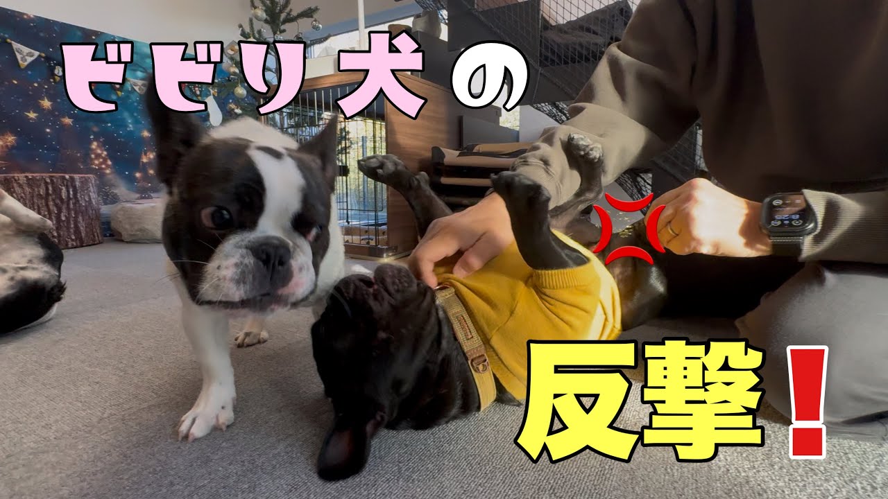 もうビビりなんて言わせない‼6男坊がしつこいパパにまさかの反撃ｗｗ