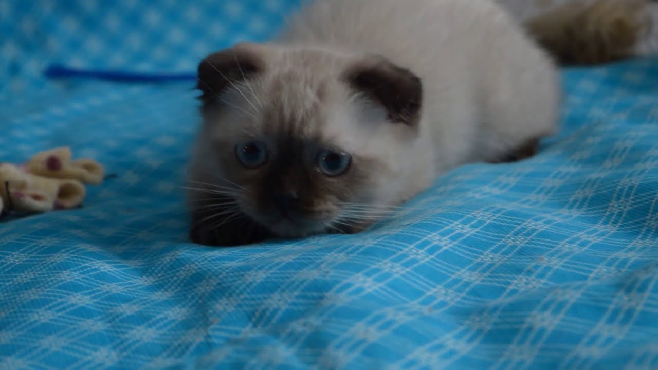 Купить шотландского вислоухого котенка - котята для Вас! - YouTube