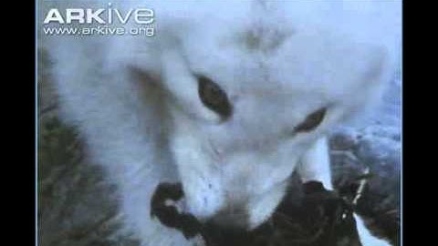 ARKive video 18383D51 5FA7 4FEF A580 068FB66CDB7D