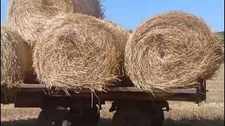 картинка: Как прошёл наш сенокос 2024год, трактор т-40.