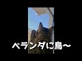 【くーたの部屋】ベランダに鳥トリトリトリどうする?くーstanza del gatto