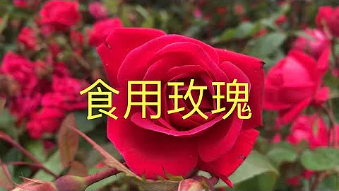 [Edible roses] 到底哪￼些玫瑰￼￼能吃？關於食用玫瑰你想知道的今天全都告訴你！ - 天天要聞