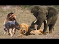 Lion Vs Elephant Real Fight ►The Power Of The Lord Lion Take Down Elephant King Easily