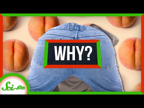 Why Do Humans Have Butts? thumbnail