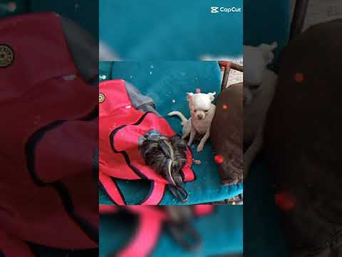 Going on vacation. The Chinese crested was put in a backpack. #shorts #loveforanimals #doglovers🐶🐾😸💞