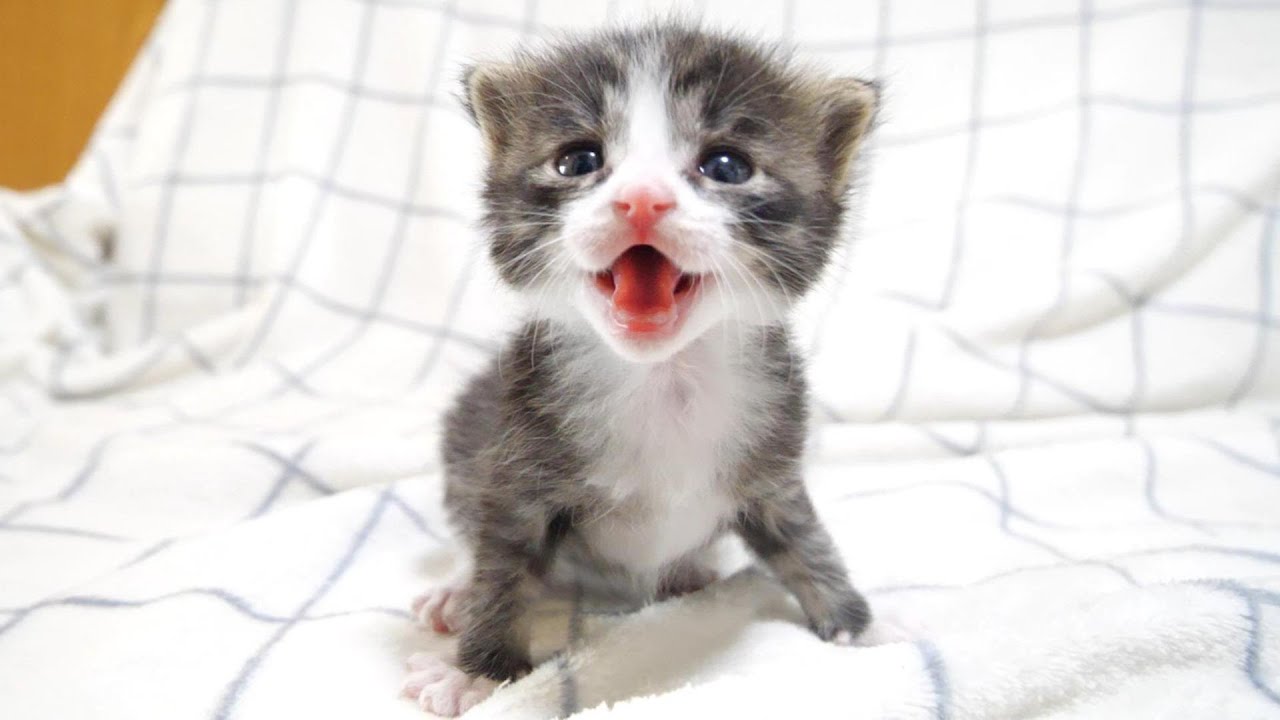 子猫が、最高の笑顔とカワイイ鳴き声でミルクの登場を待つ【赤ちゃん猫　保護猫】