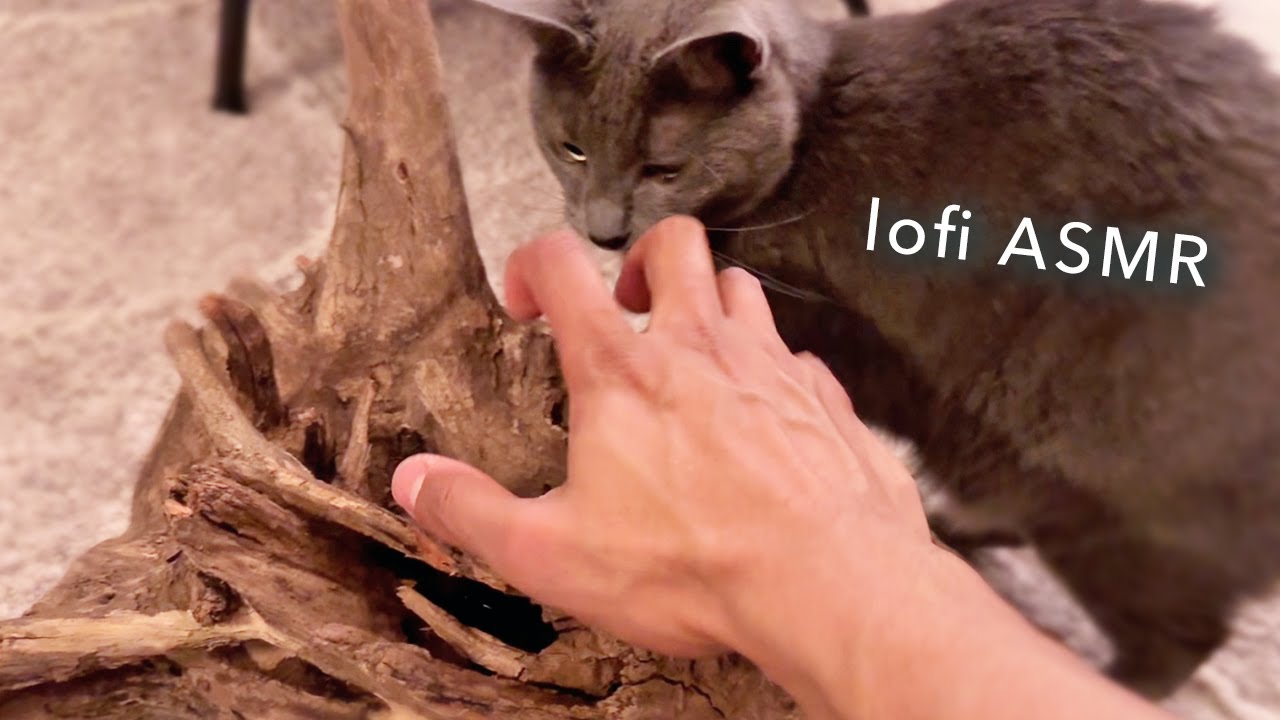 ASMR Lofi постукивает и царапает, шепчет