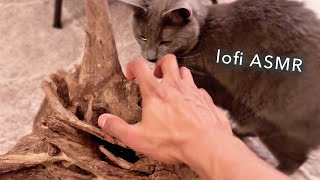 ASMR Lofi tapping and scratching, whispered