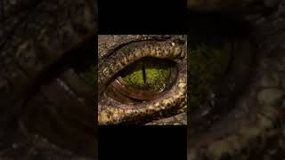 عين التمساح عن قرب و يمتلك ثلاث جفون احدهم شفاف