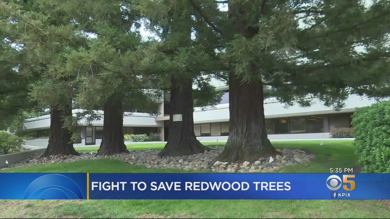 Menlo Park City Council Votes On Redwood Tree Removal - YouTube