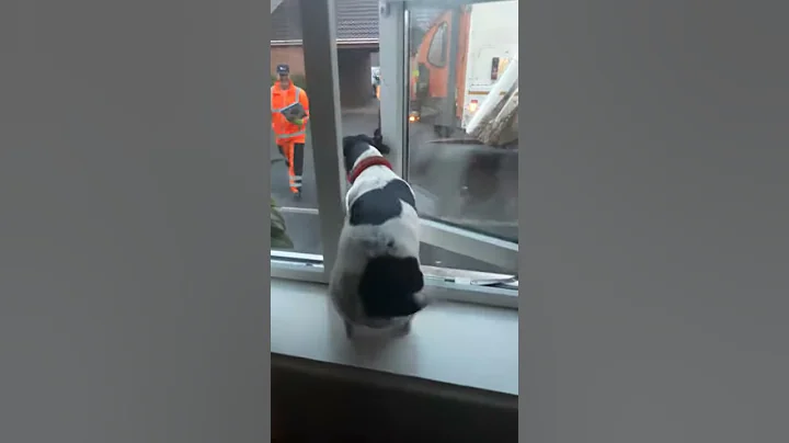 Jack Russell greeting the Dustman!