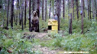 Отличная Полянка Для Медведя, Где Можно Не Только Поесть, Но И Можно Почесаться.