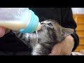 【保護猫】ミルクを一気に飲み干す子猫【保護子猫】