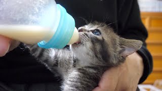 【保護猫】ミルクを一気に飲み干す子猫【保護子猫】