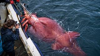 How Giant Squid Are Caught and Processed (Deep Sea to Table)