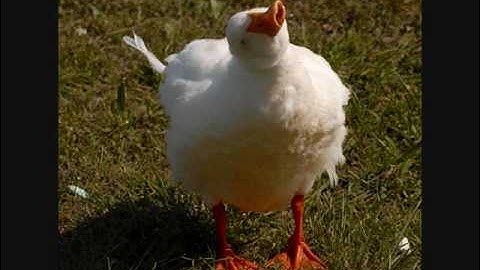 99 DUCKS OF DEATH; TUTTING TUTORIAL; how NOT to TUT