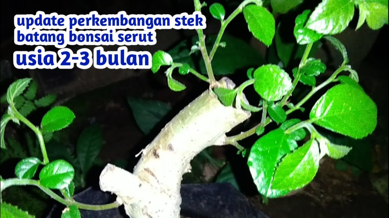 95 hidup update bahan bonsai serut hasil stek batang di usia 2 3