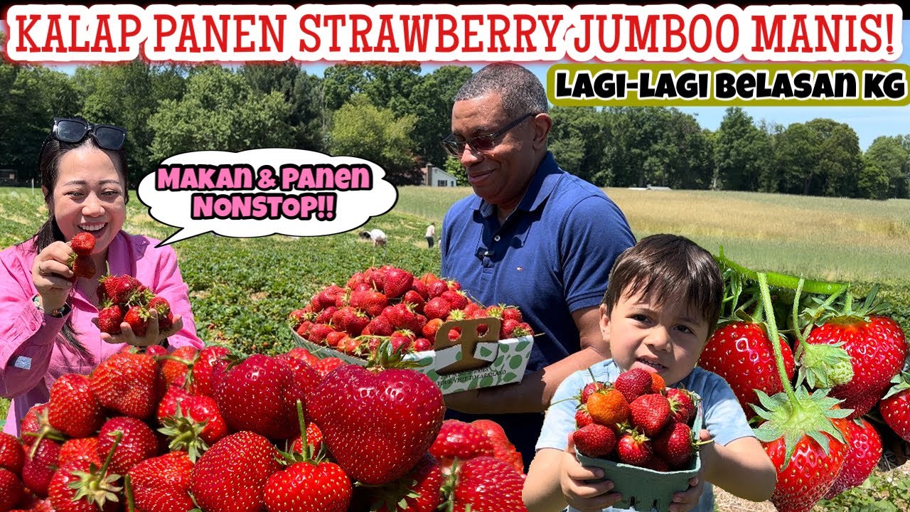 MUANISEEEE POLL BIKIN KALAP PANEN STRAWBERRY JUMBO PERDANA 2024 🍓🍓