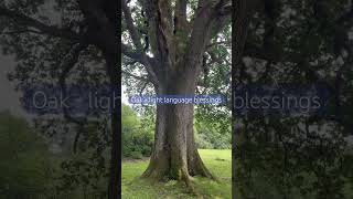 In honour of the Oak tree: Light Language Blessings #lightcodes #lightlanguage
