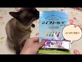 【京都ねこ】おうちでノミ、マダニ予防するよ！マイフリーガードα【おしゃべり Noahくん】