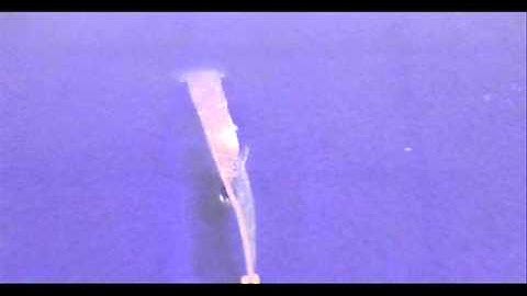 Multiple-SME in SMP B