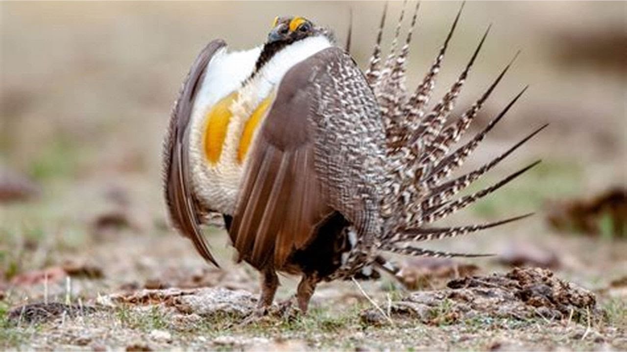 Sage Grouse: Burung Endemik Yang Jago Merayu - Animals Series