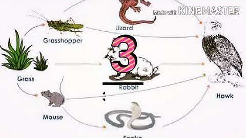 Interdependence among the biotic components