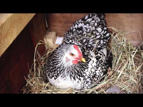 How much space does a layer hen need? – RSPCA Knowledgebase