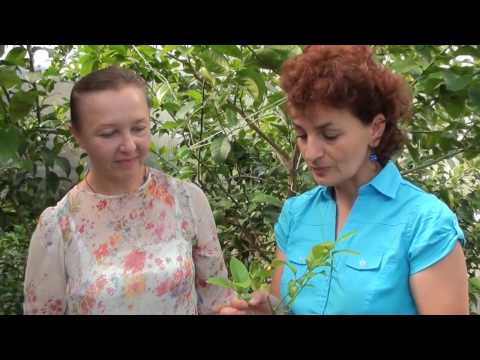 Видео: Меки лимони на дърво: Защо лимоните в саксия стават меки