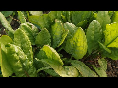 Плантация щавеля ранней весной! Способ который должен знать каждый!