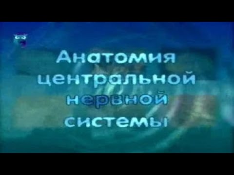 Анатомия центральной нервной системы