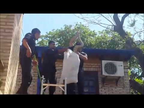 increíble-policías-rescata-anaconda-de-una-casa.-[-amazing-police-rescued-an-anaconda-of-a-dwelling