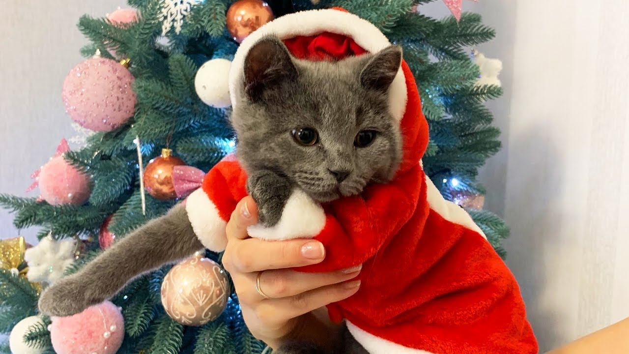 Маленький Котенок Новый Год Маленький Котенок Новый Год