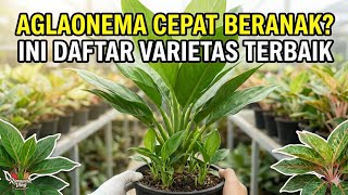 (Eps. 447) Aglaonema Cepat Beranak? Ini Daftar Varietas Terbaik!